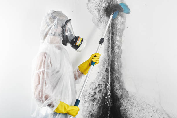 Reliable Dousman, WI Mold Removal Solutions