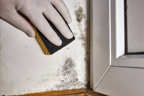 Best Mold Removal for HVAC Installations  in Dousman, WI