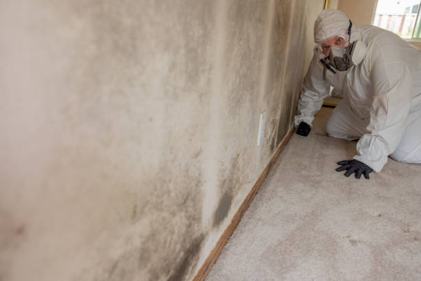 Best Mold Documentation for Insurance Claims  in Dousman, WI
